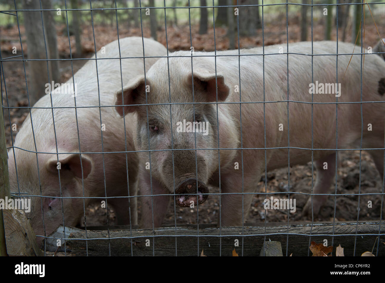 Pigs in their pen Stock Photo Alamy