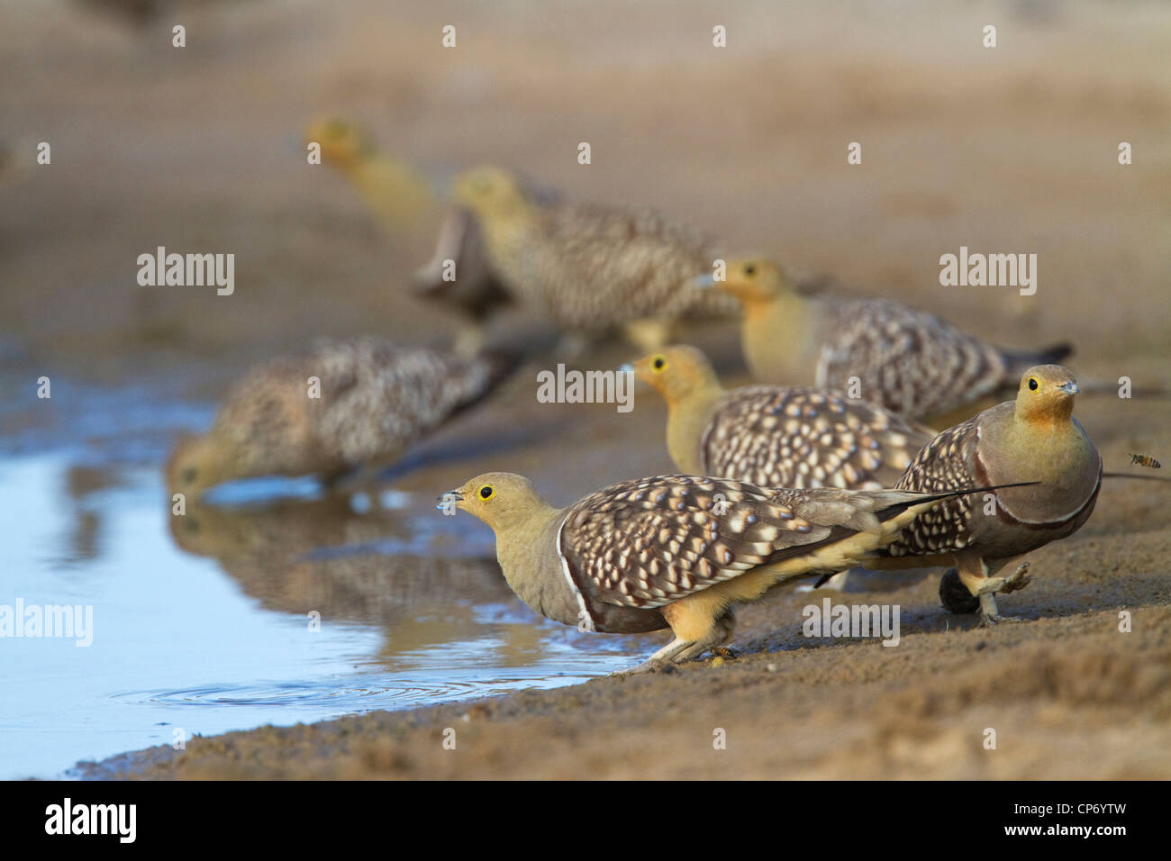 A flock of Namaqua Sandgrouse drinking water from a puddle Stock Photo