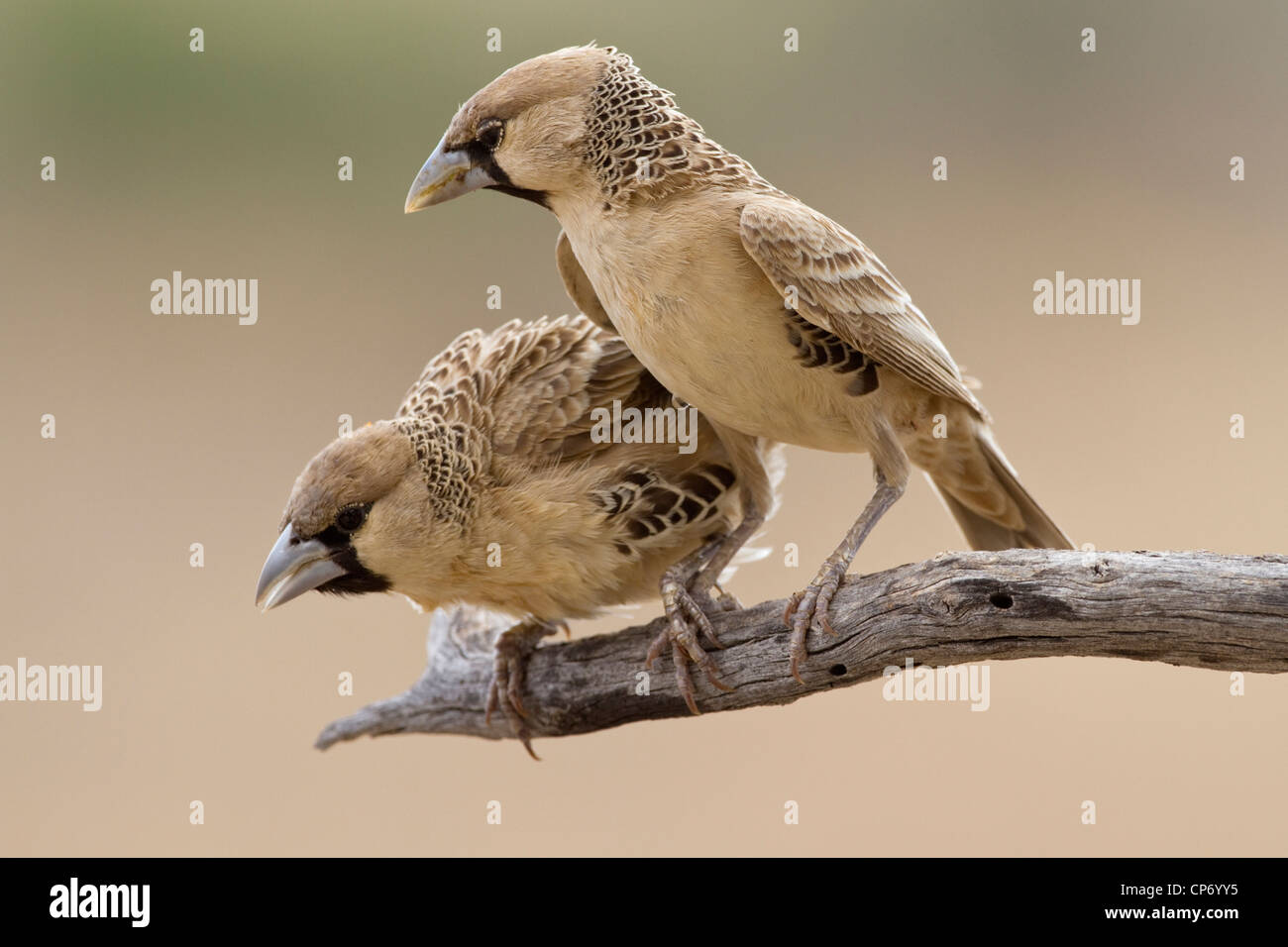 Two sociable weaver birds on a branch one peering downwards Stock Photo