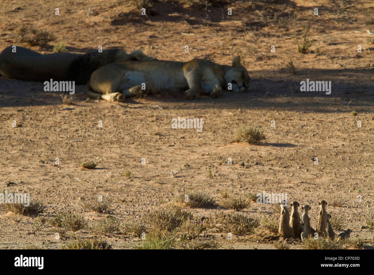 Lions sleeping in the shade under the watchful eye of a group of suricates Stock Photo