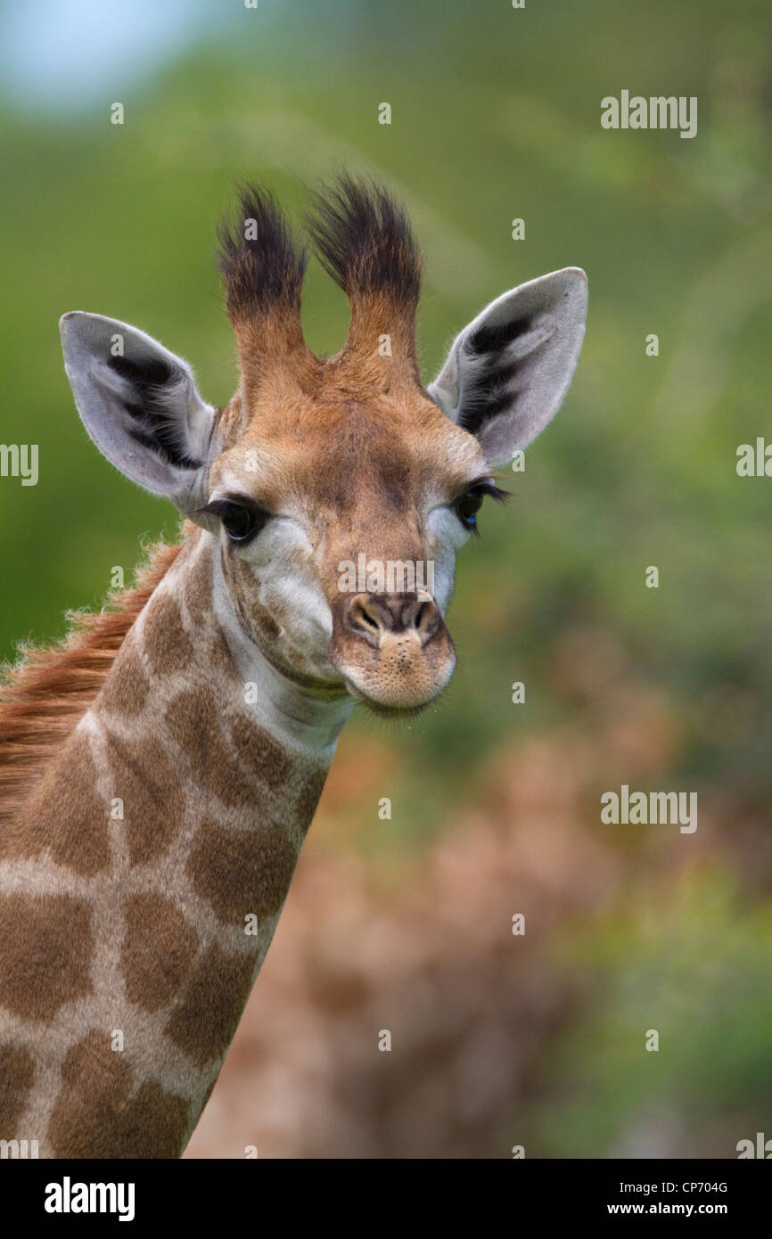 Baby Giraffe Face Close Up