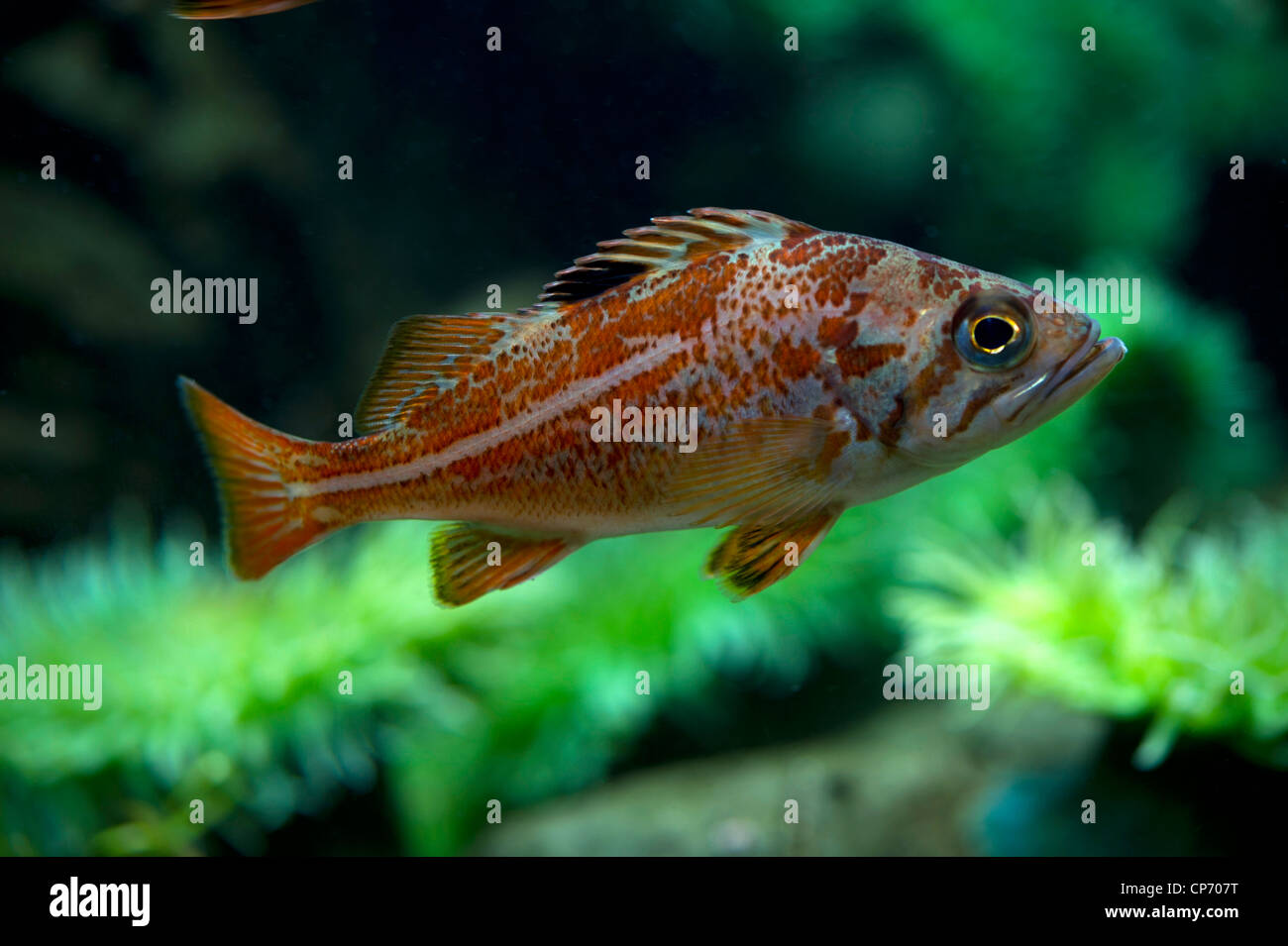 Juvenile Canary Rockfish (Sebastes pinniger) Stock Photo