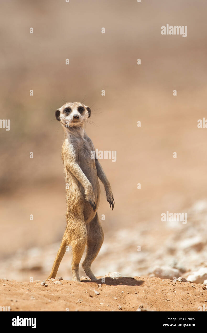 Standing meerkat (Suricata suricatta) Stock Photo