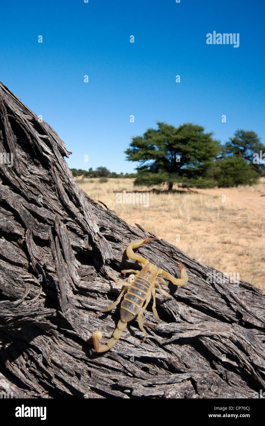 Scorpion on log (opistophthalmus wahlbergii) Stock Photo