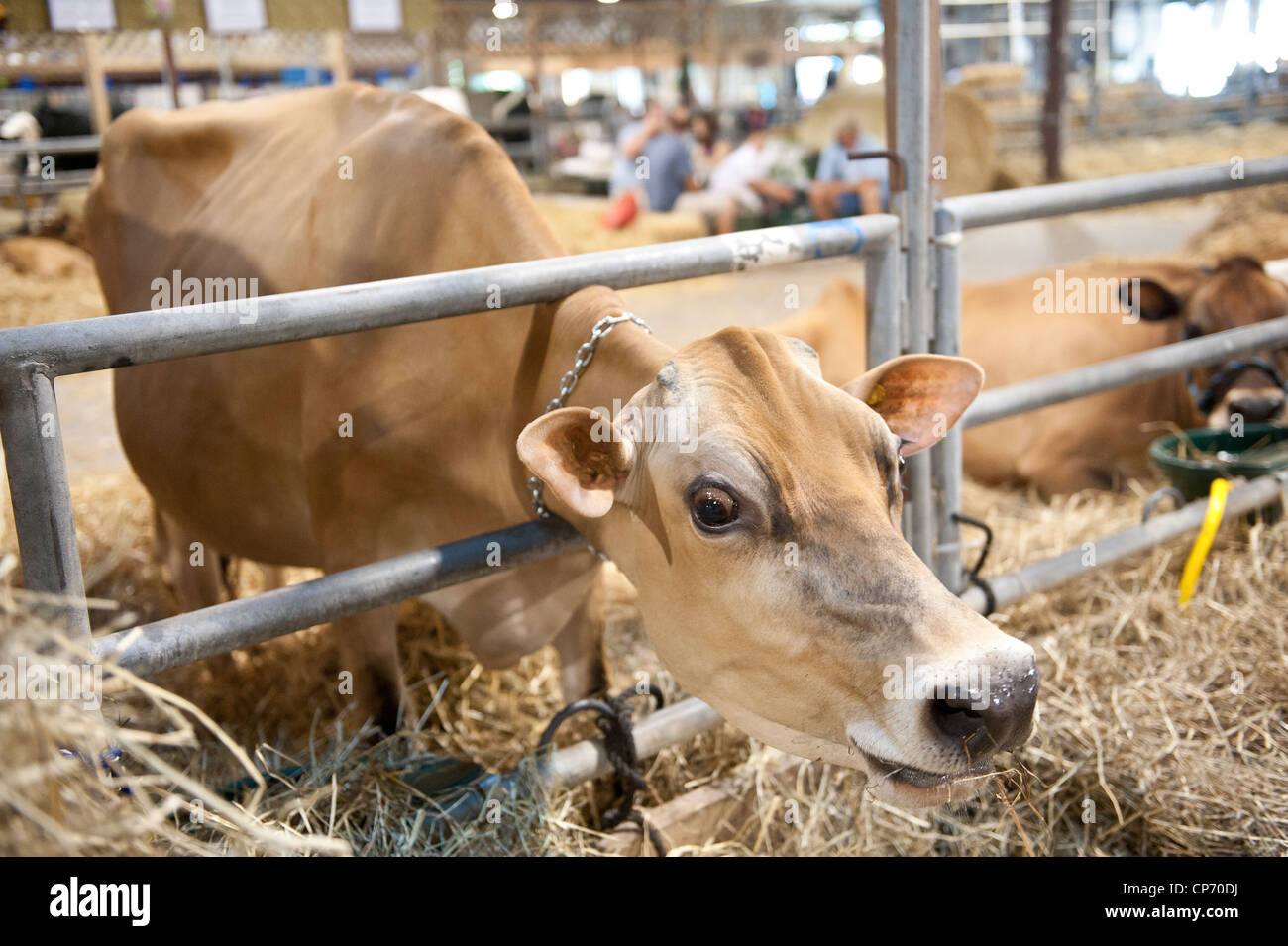 Dairy cow head jersey hi-res stock photography and images - Alamy