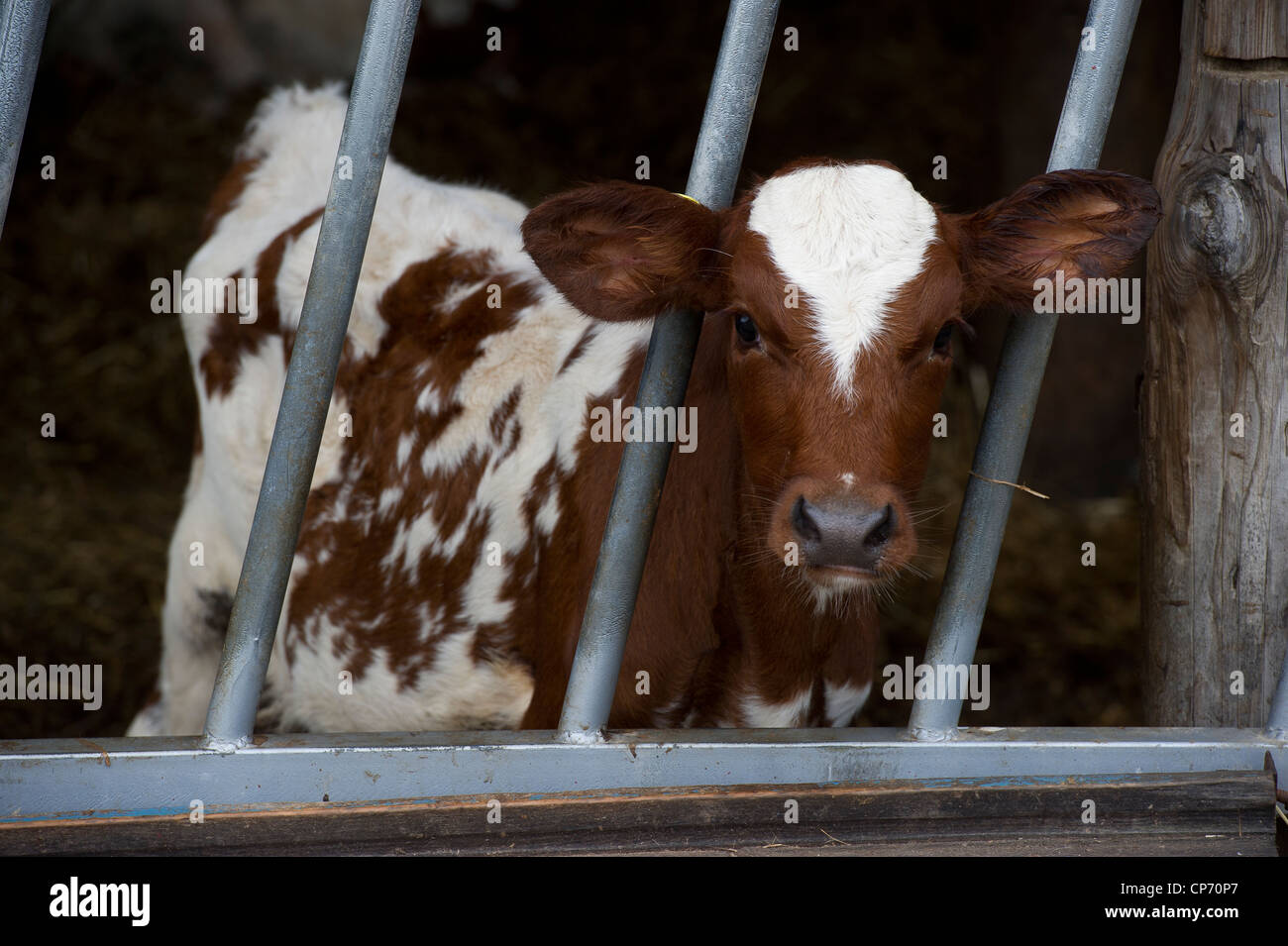 Ayrshire Cow High Resolution Stock Photography and Images Alamy