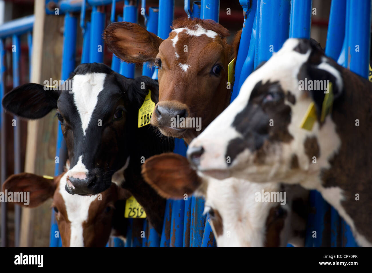 Ayrshire cows hires stock photography and images Alamy
