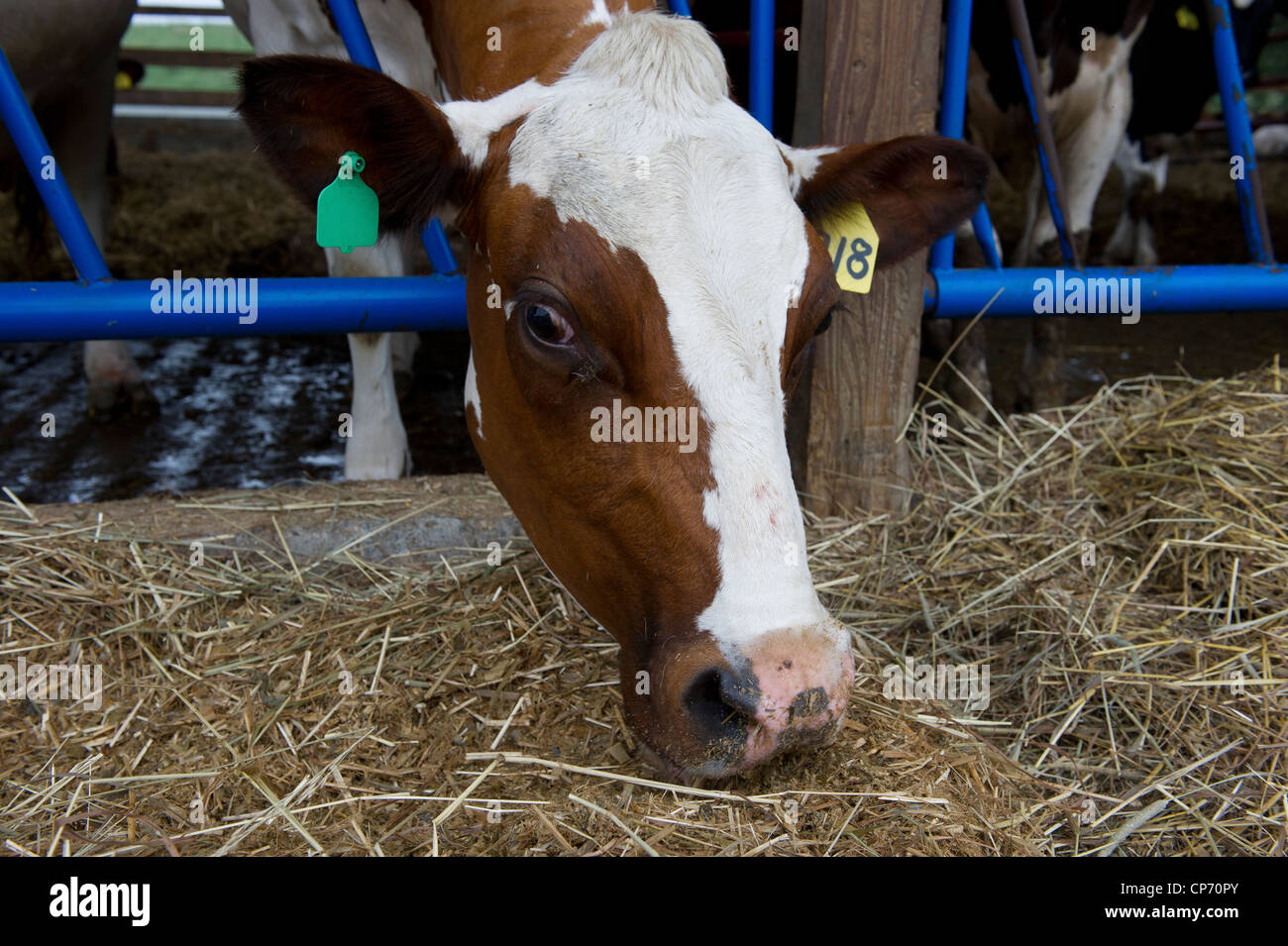 Ayrshire cows in stall on a dairy farm Stock Photo Alamy
