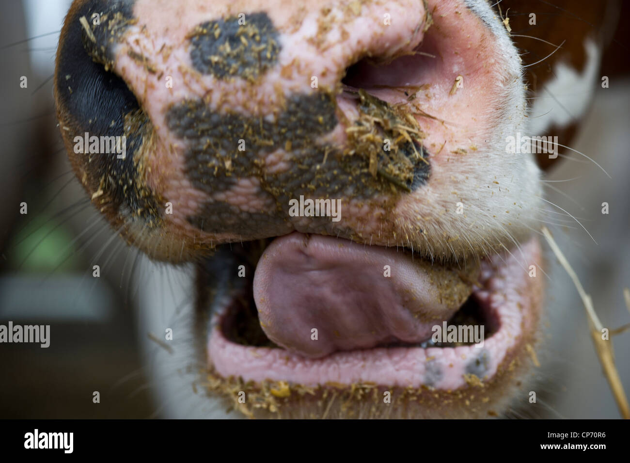 Nose and mouth of an Ayrshire cow Stock Photo