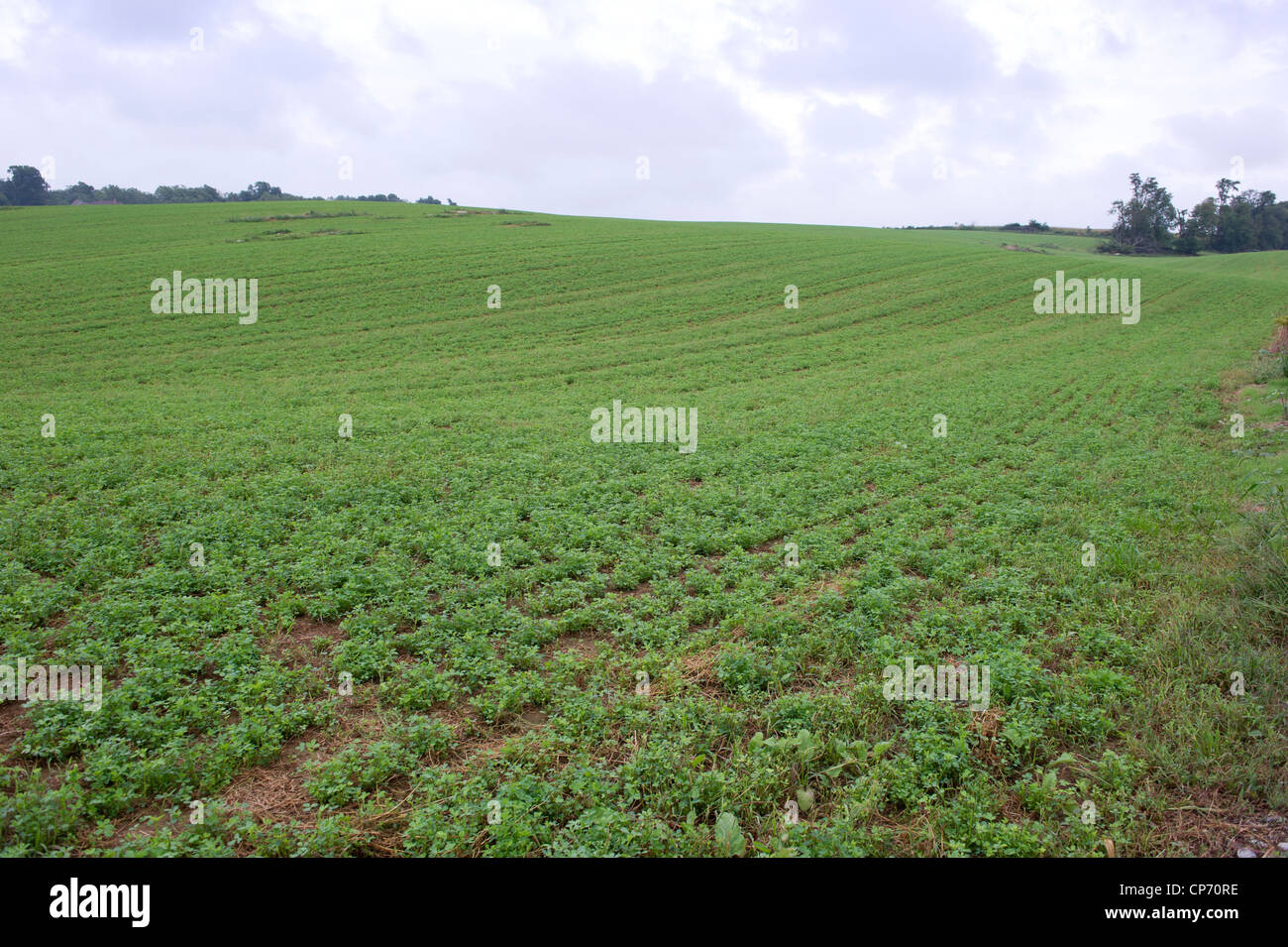 Field of clover Stock Photo
