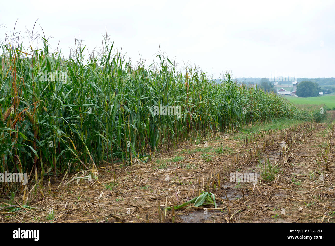 Cornfield growing on farm land Stock Photo