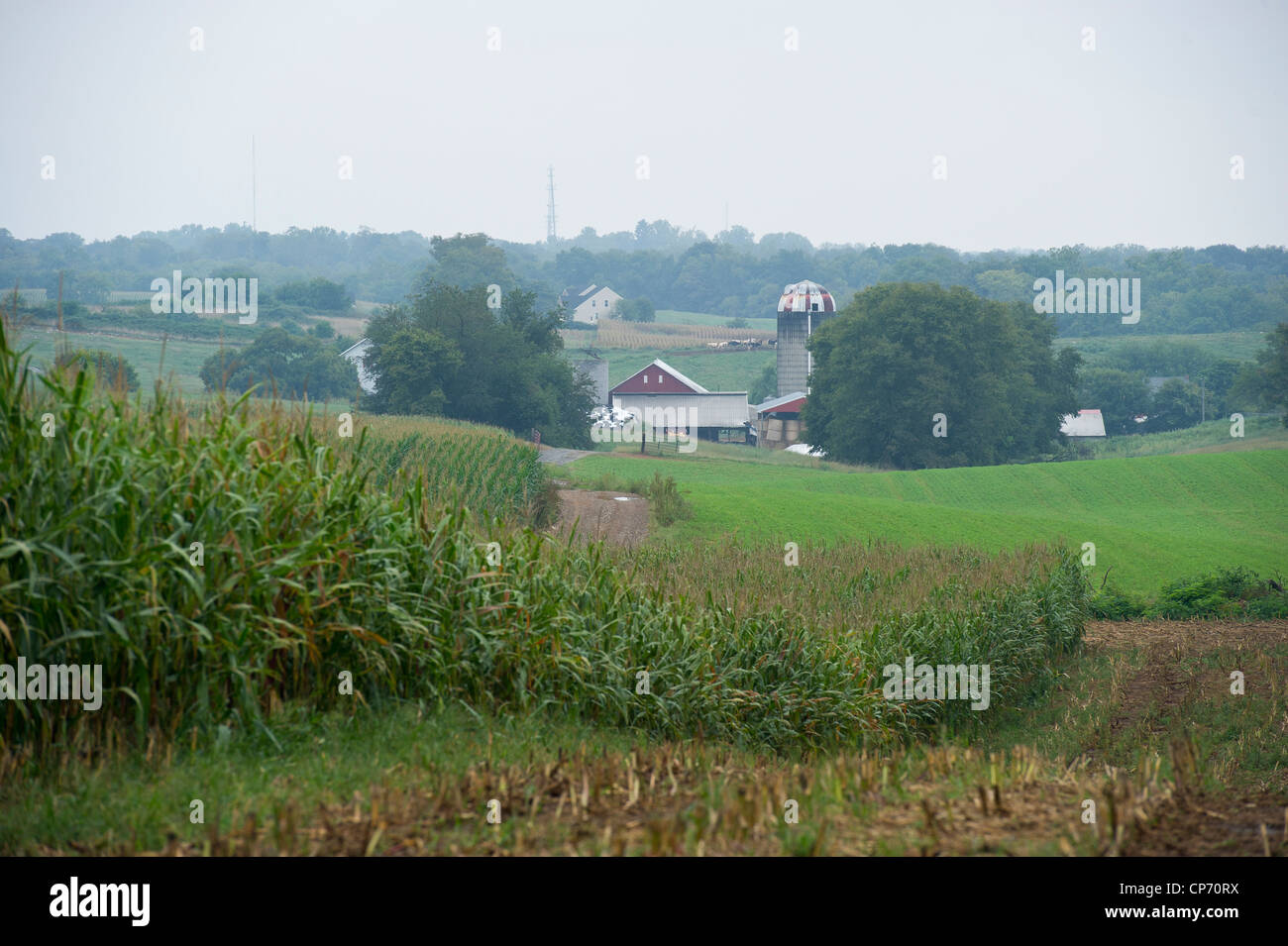 Corn growing in a field across overlooking farm on the farmland Stock Photo