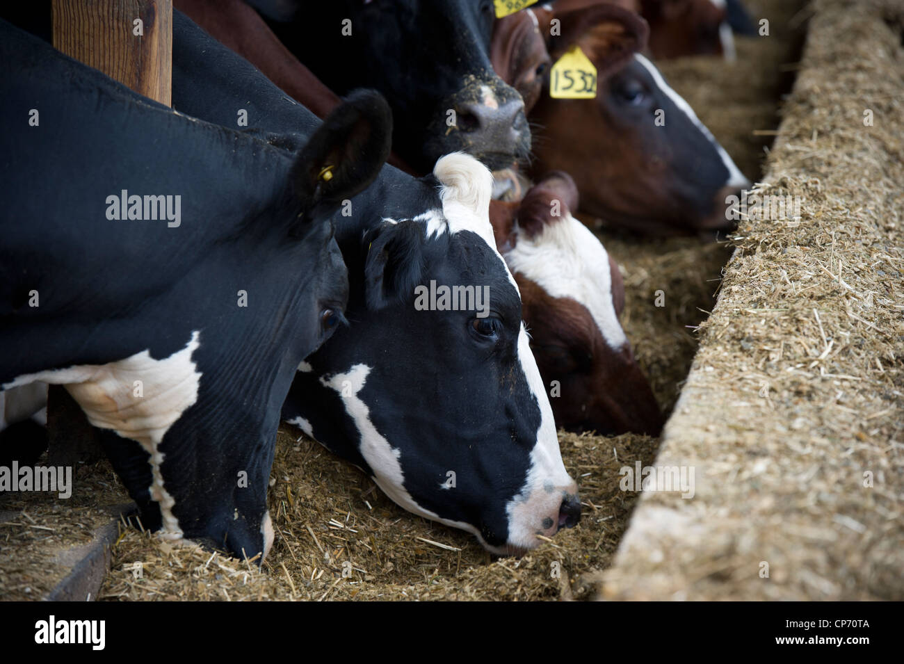 Ayrshire and Holstein cows in stall on a dairy farm Stock Photo Alamy