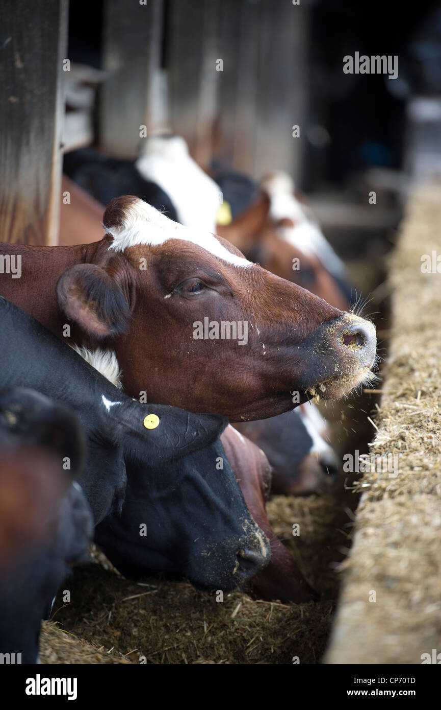 Ayrshire and Holstein cows in stall on a dairy farm Stock Photo Alamy