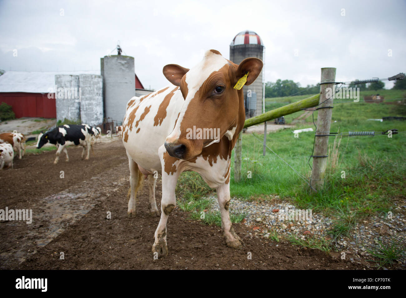 Ayrshire cow hires stock photography and images Alamy