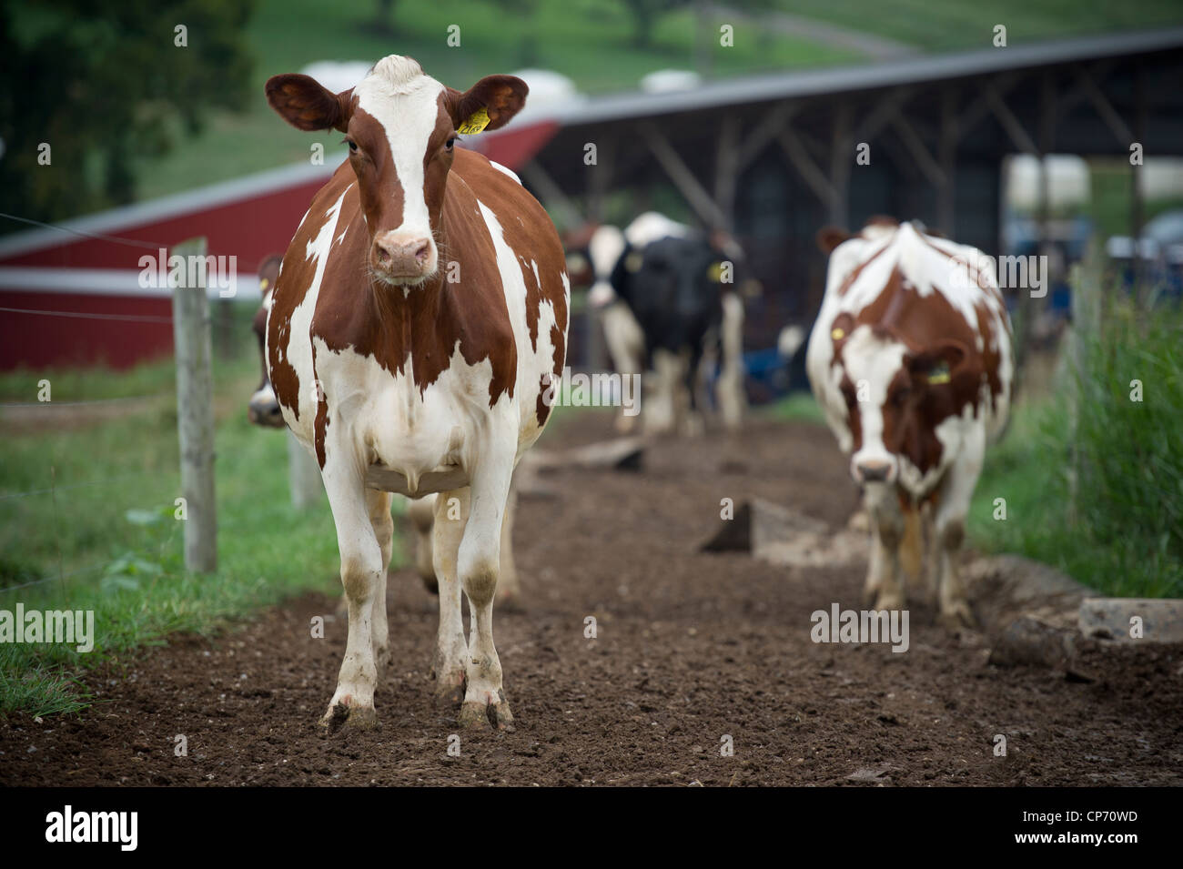 Ayrshire cow hires stock photography and images Alamy