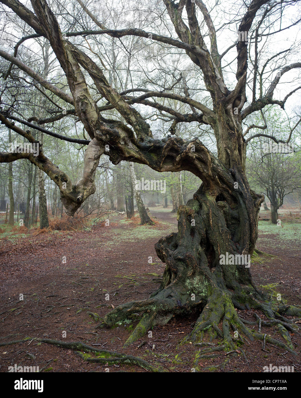 An old twisted tree in Thorndon Park Stock Photo