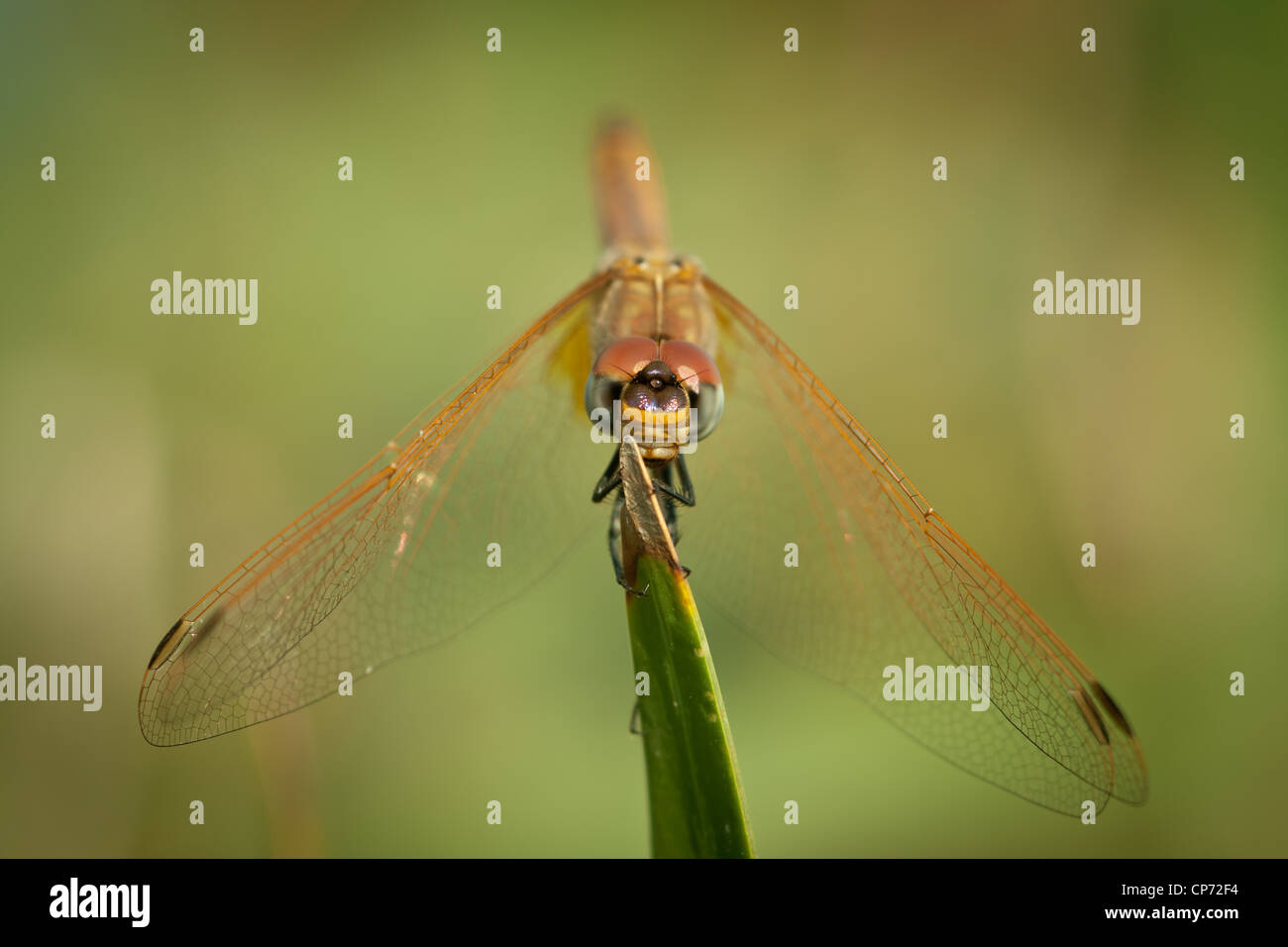 Dragonfly (Infraorder - Anisoptera) Stock Photo