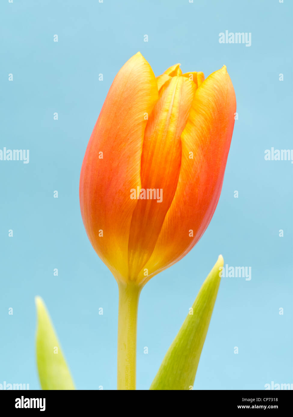Orange tulip on Blue background Stock Photo
