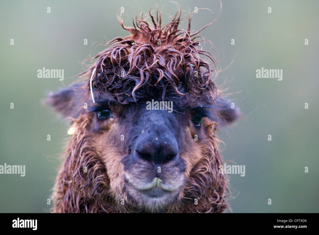 ALPACA Stock Photo