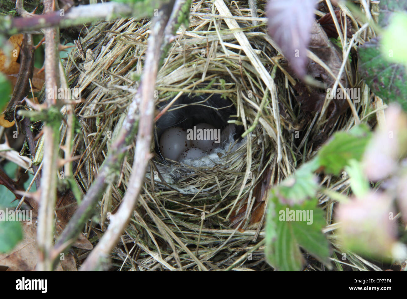 Chiffchaff (Phylloscopus collybita) nest with eggs Stock Photo