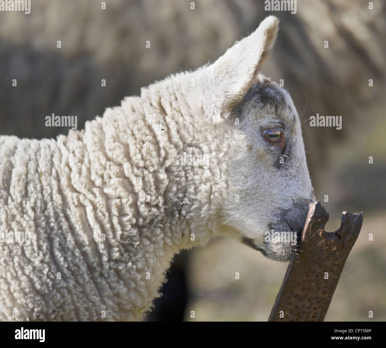 White Lamb nibbling on iron bar, UK Stock Photo