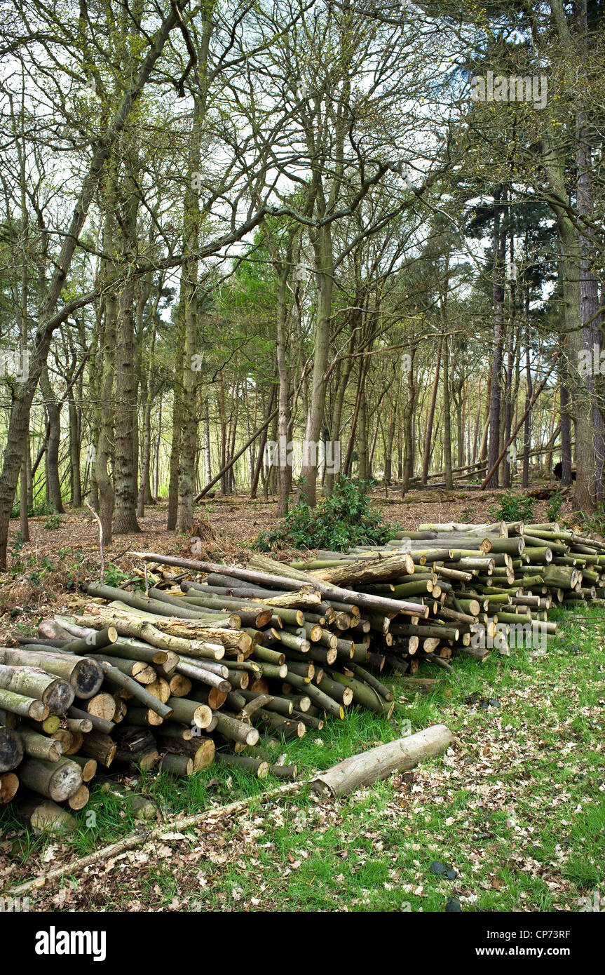 A pile of sawn logs in Thorndon Park Stock Photo