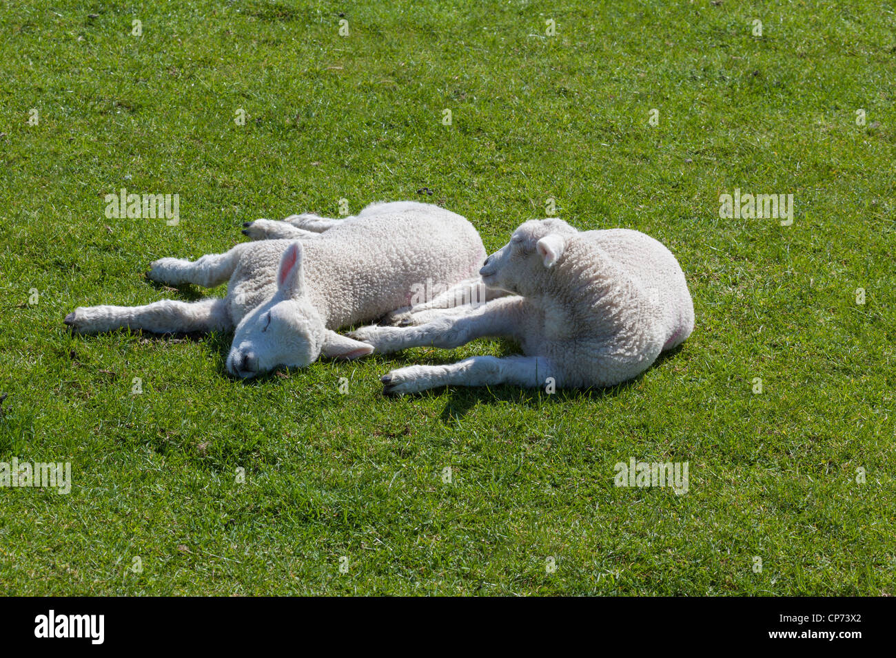 Lambs sleeping on Romney Marsh, Near Rye, East Sussex. Stock Photo