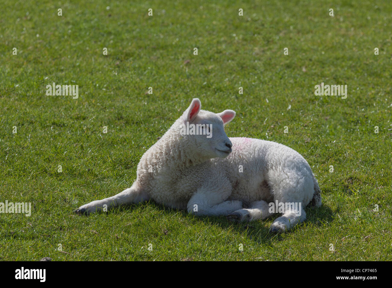Lamb resting on Romney Marsh, Near Rye, East Sussex. Stock Photo
