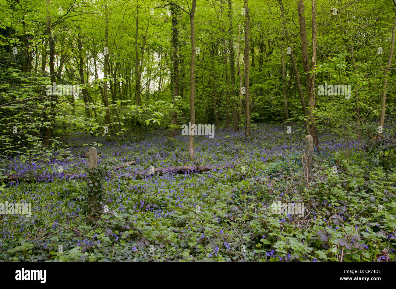 Field of Bluebells Hatfield Hertfordshire England Stock Photo