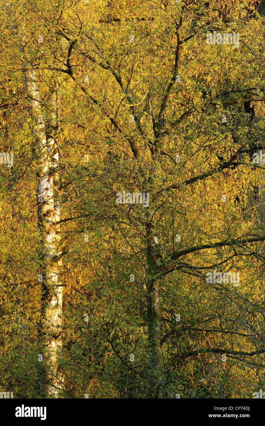 Mixed woodland trees at Greenhow Woods in North York Moors National Park Stock Photo