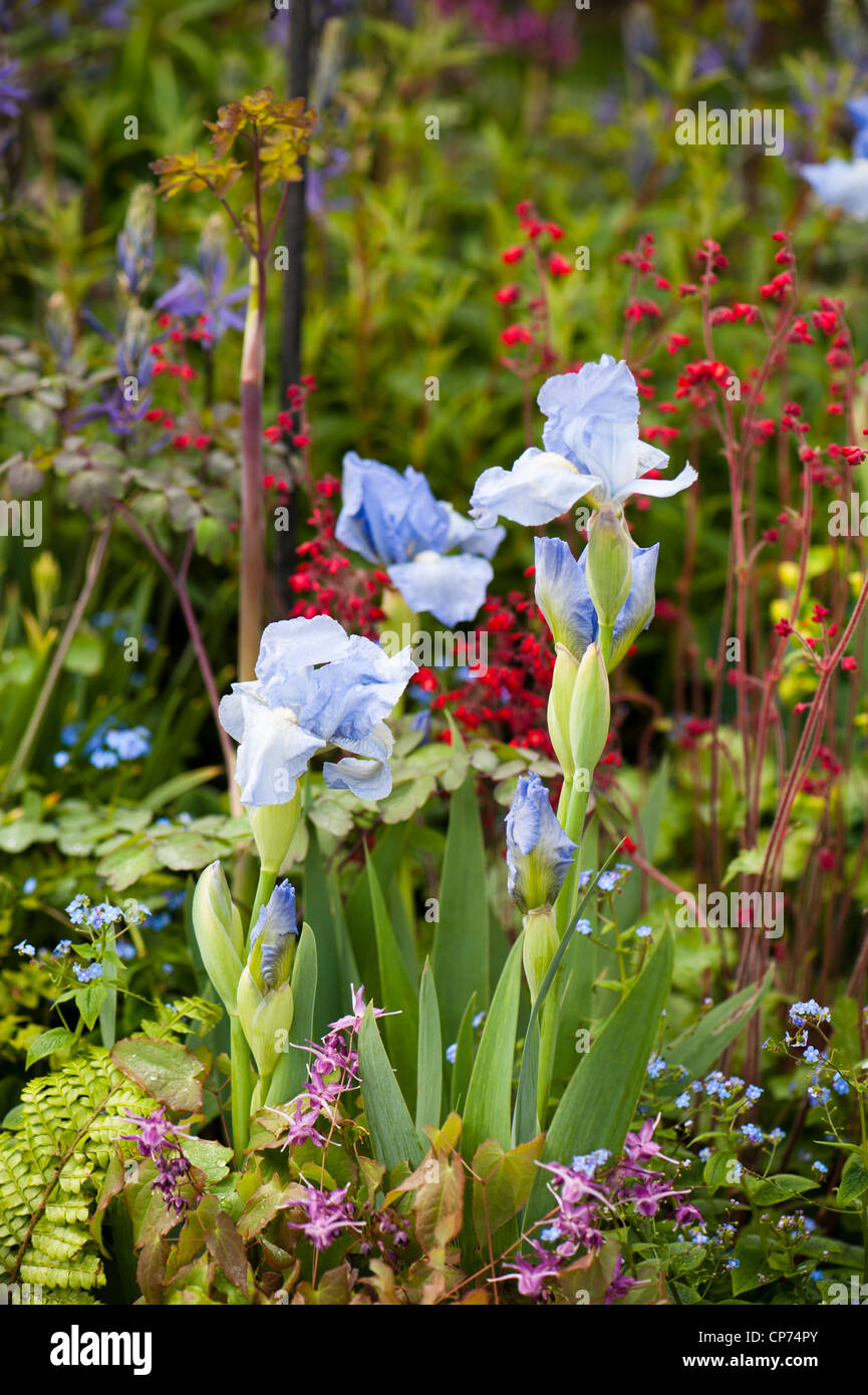 Iris 'Bel Azur' with Heuchera sanguinea 'Ruby Bells', Brunnera macrophylla and Epimedium grandiflorum 'Lilafee' Stock Photo