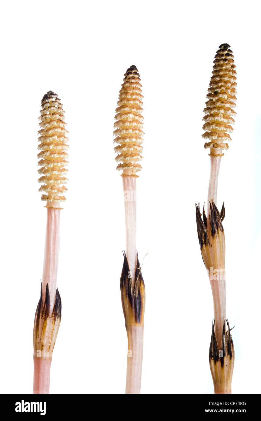 3 field horsetail flowers isolated on white background Stock Photo