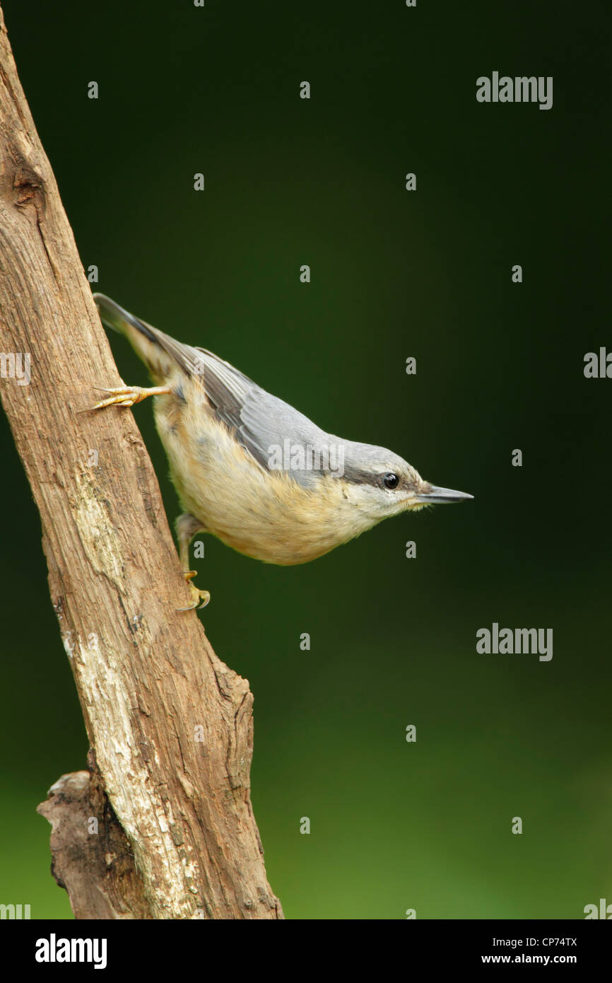 Nuthatch Eurasian (Sitta europaea) clinging to a tree branch while descending with head turned up Stock Photo