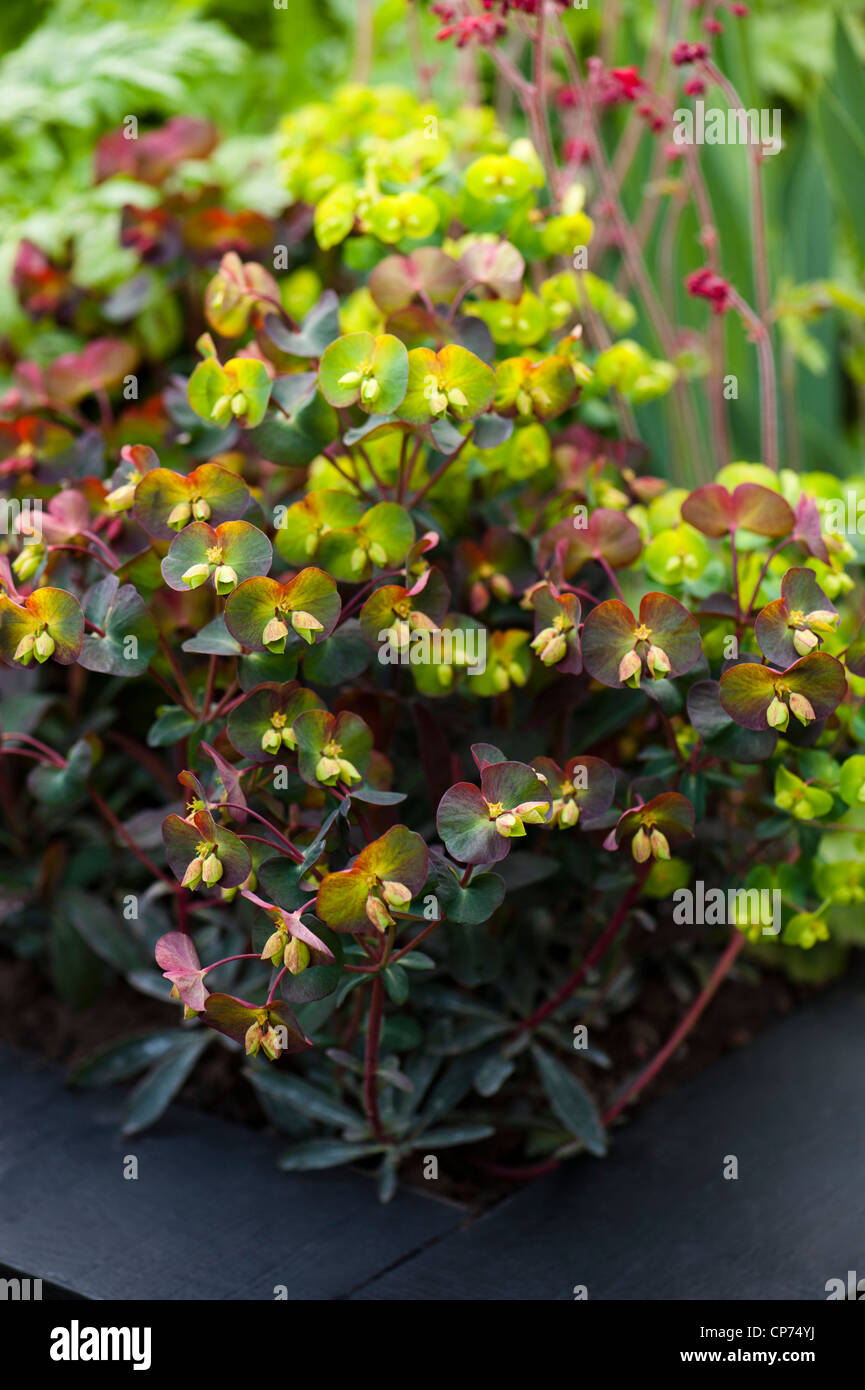 Euphorbia amygdaloides 'Purpurea', Wood Spurge ‘Purpurea’ Stock Photo