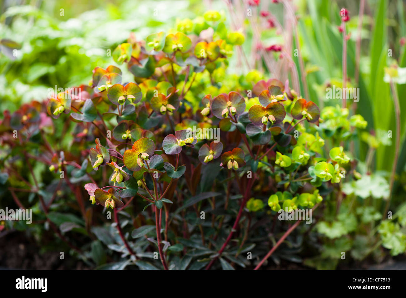 Euphorbia amygdaloides 'Purpurea', Wood Spurge 'Purpurea' Stock Photo