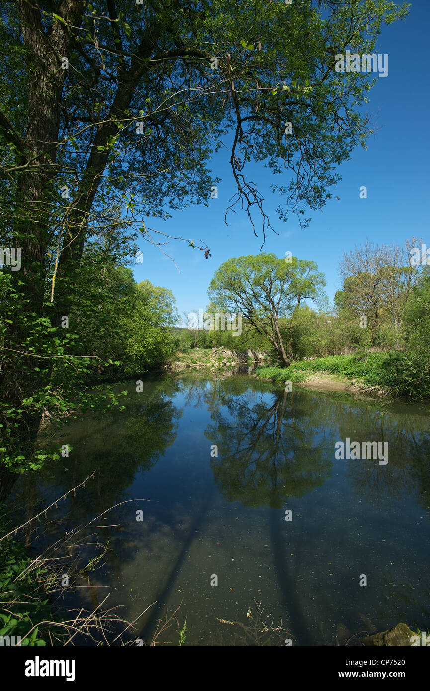 Tree reflected in a river called rems Stock Photo