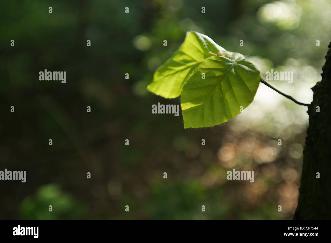 Two leaves at a hi-res stock photography and images - Alamy