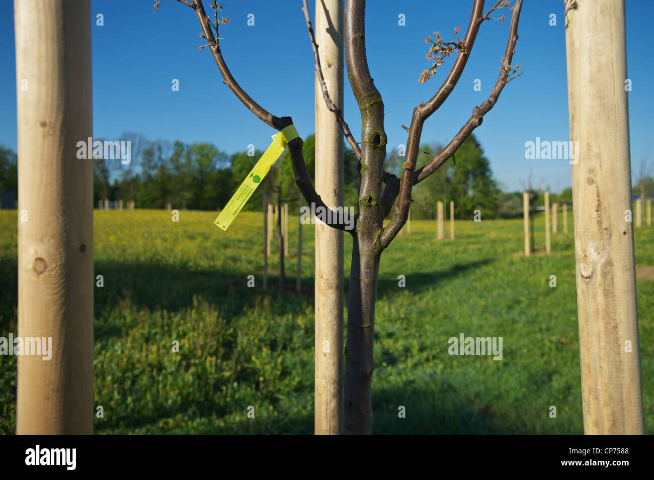 freshly planted tree for display of fruit tree orchard Stock Photo - Alamy