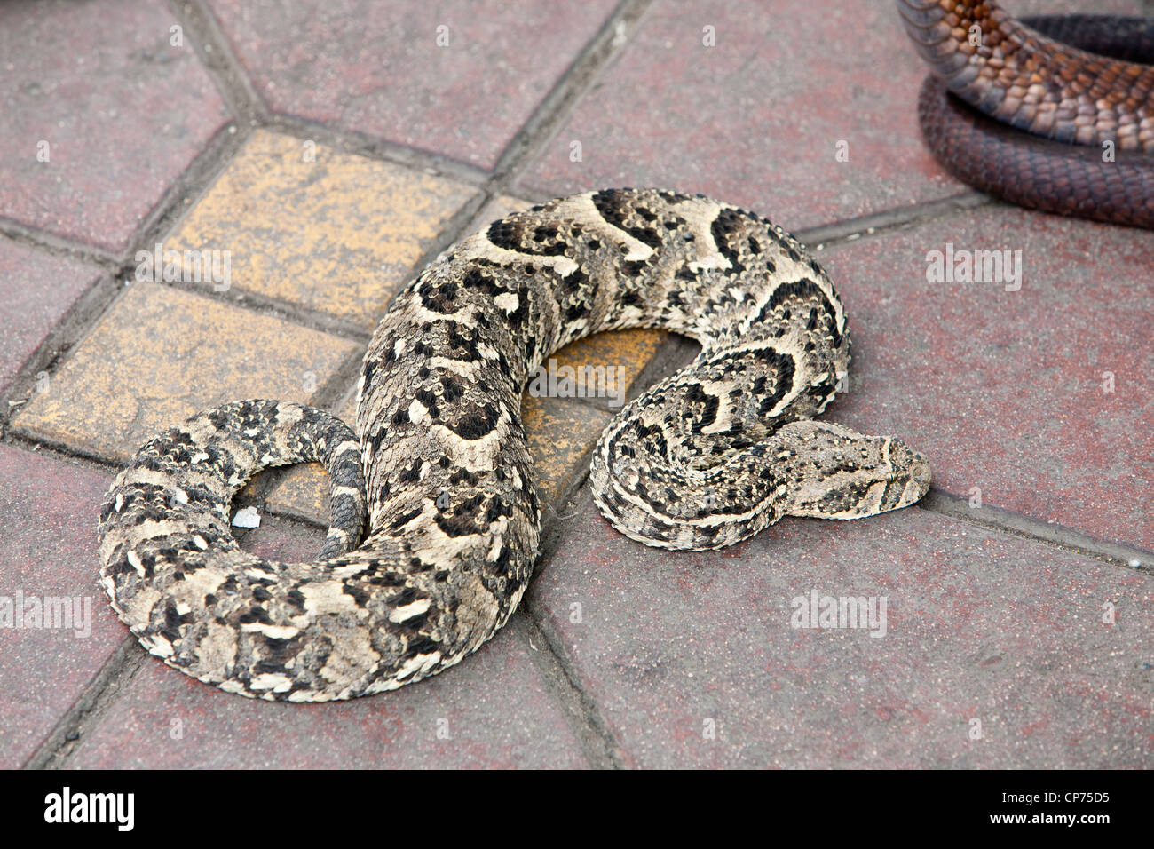 A snake charmers snakes in Marrakech, Morocco Stock Photo Alamy
