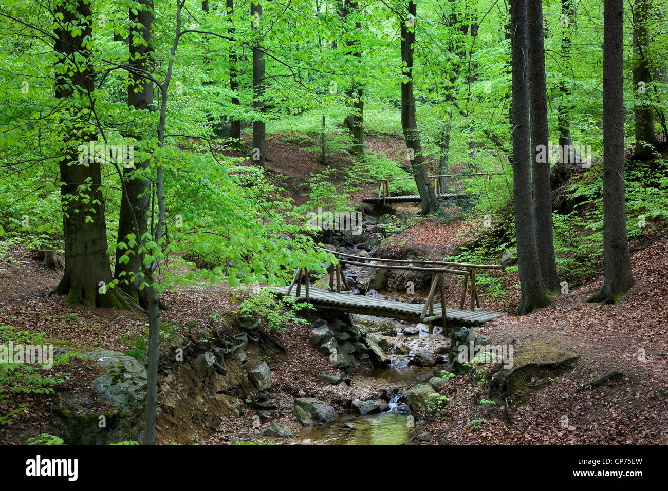 Wooden footbridge over brook in beech forest in spring, Belgium Stock Photo