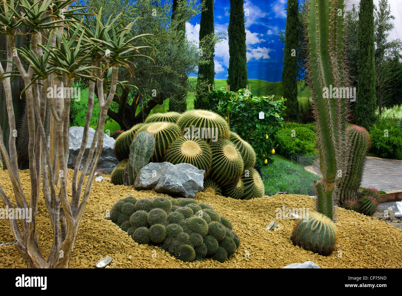 Cacti at flower show and plant exhibitions at the Ghent Floralies 2010 in Flanders Expo, Belgium