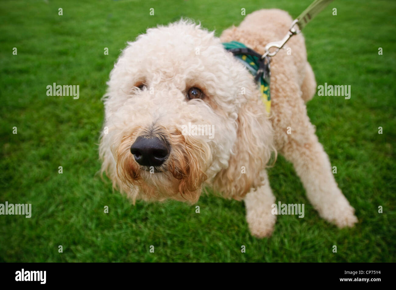 A white dog pulls on a leash on a lawn Stock Photo Alamy