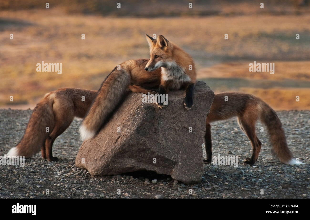 Red Foxes (Vulpes vulpes) playing at sunrise, Polychrome Pass, Denali National Park, Alaska. Stock Photo