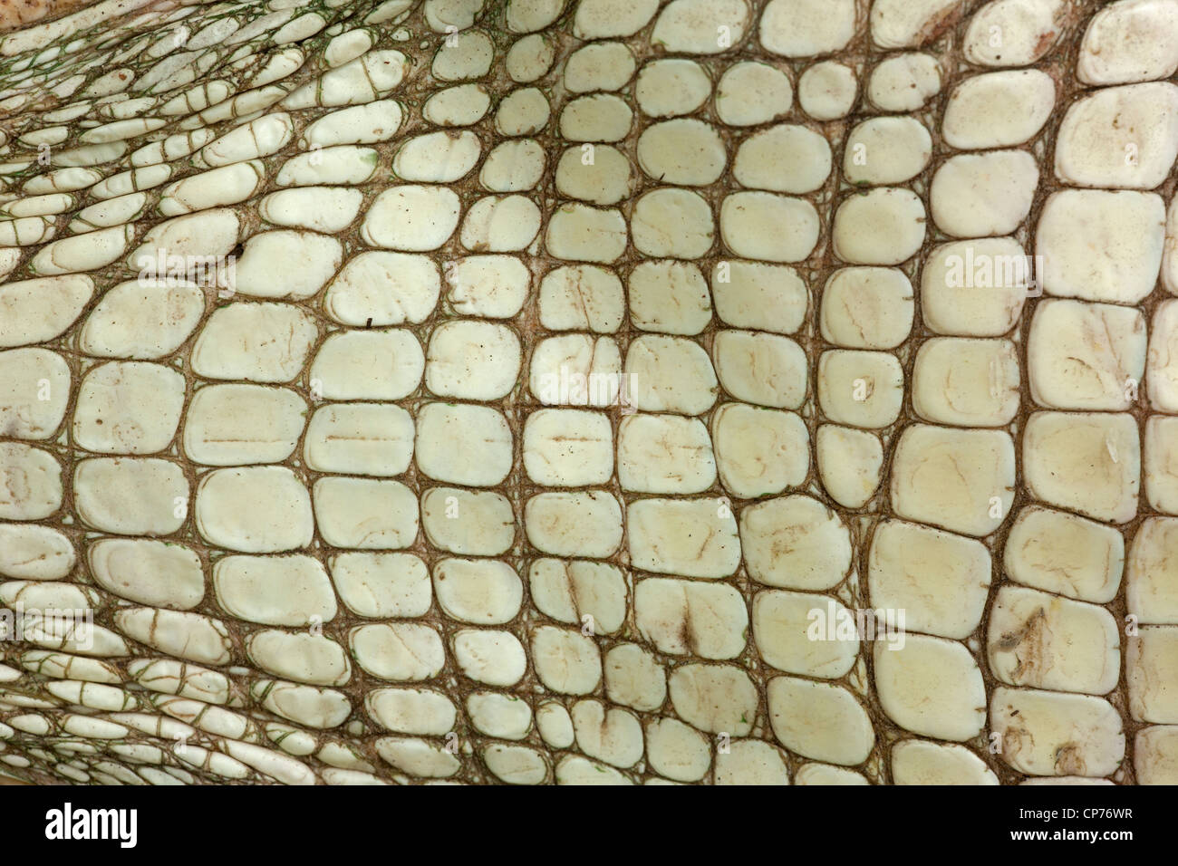 American Alligator, Alligator mississippienensis, detail of ventral scales, Louisiana Stock Photo