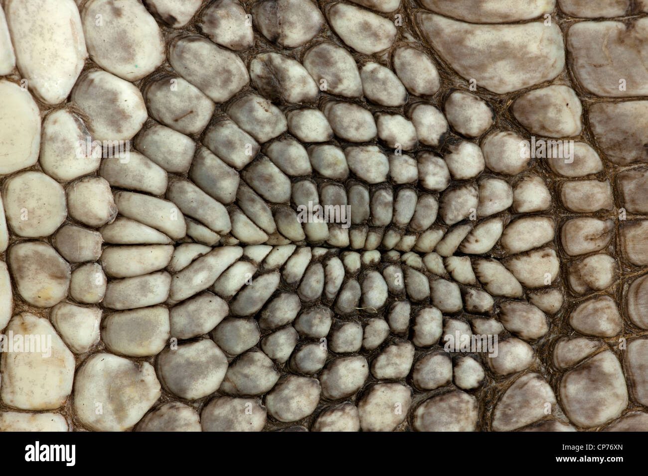 American Alligator, Alligator mississippienensis, detail of ventral ...
