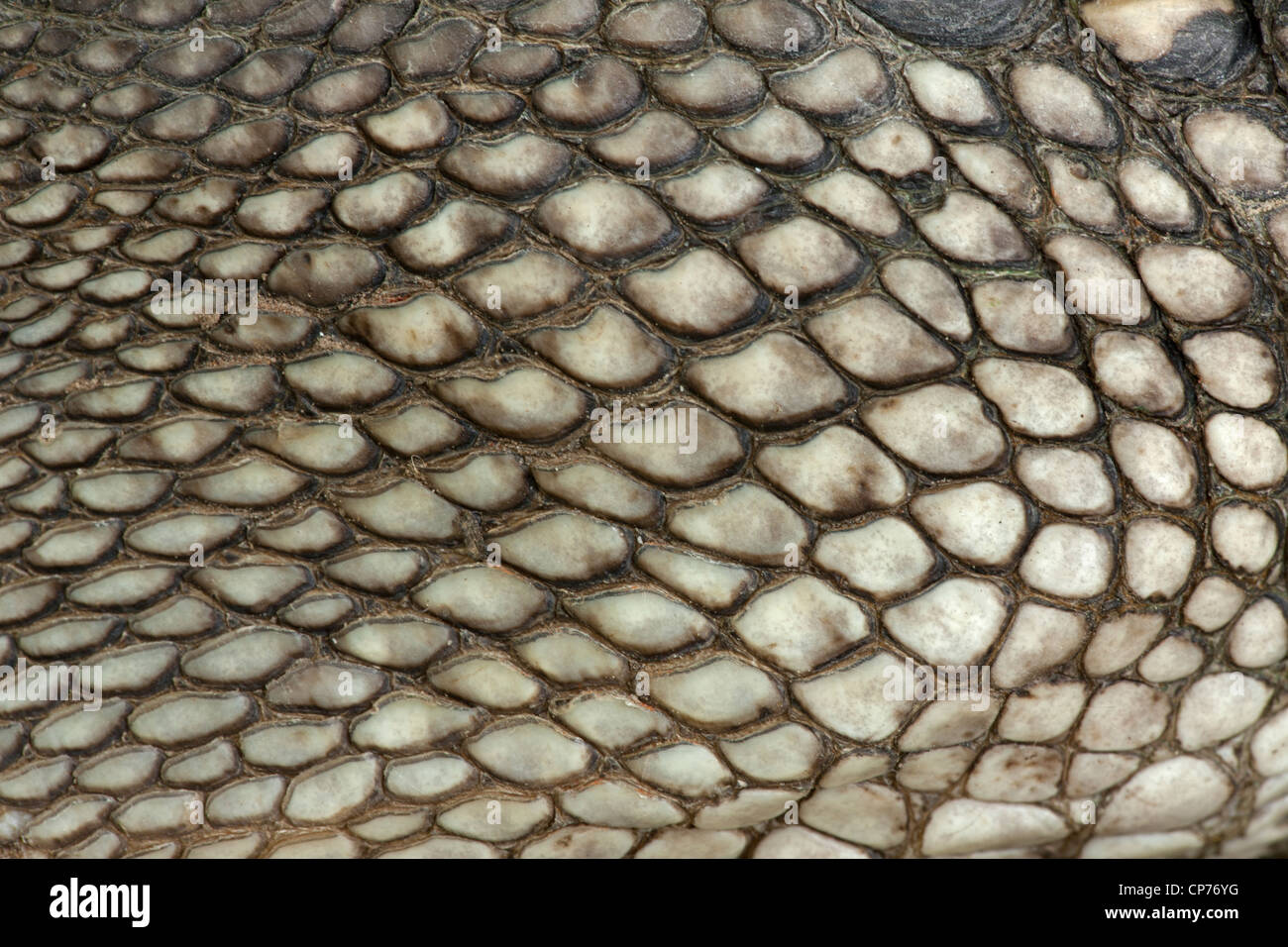 American Alligator, Alligator mississippienensis, detail of ventral ...