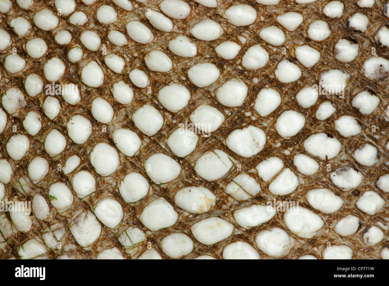 American Alligator, Alligator mississippienensis, detail of ventral ...