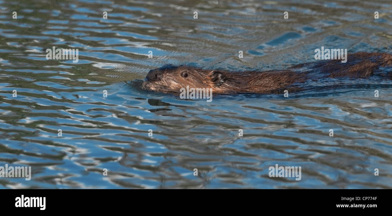 Beaver (Castor canadensis) makes the rounds in his pond, Denali National Paark, Alaska. Stock Photo