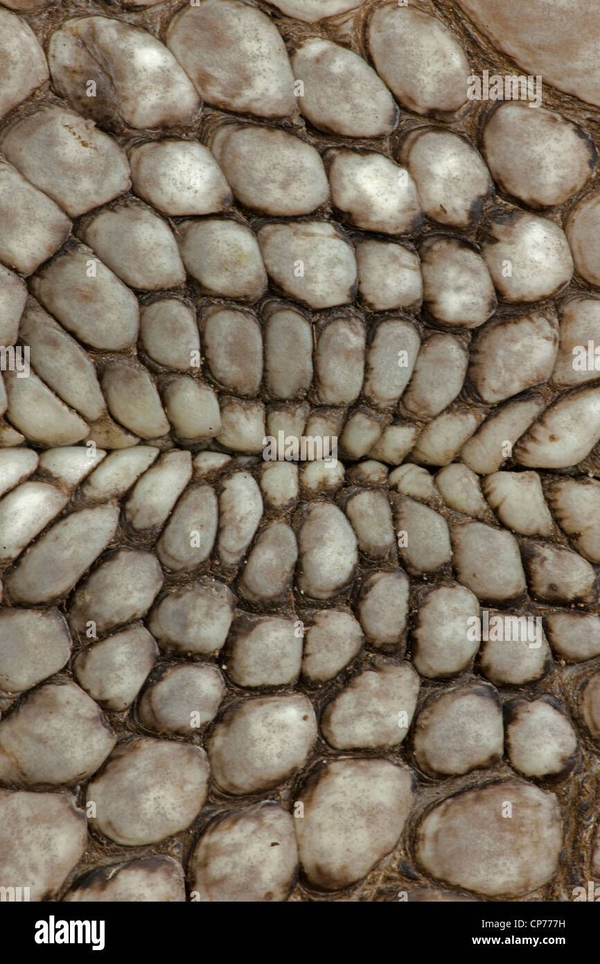 American Alligator, Alligator mississippienensis, detail of ventral scales, Louisiana Stock Photo